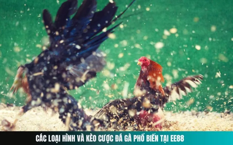 Các loại hình và kèo cược đá gà phổ biến tại EE88