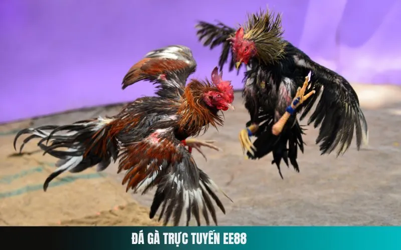 Đá Gà Trực Tuyến Ee88