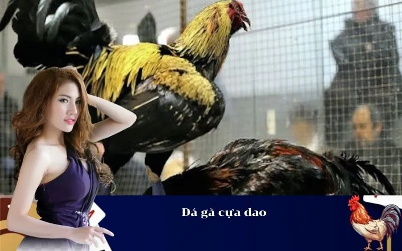 Đá gà cựa dao