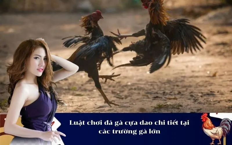 Luật chơi đá gà cựa dao chi tiết tại các trường gà lớn
