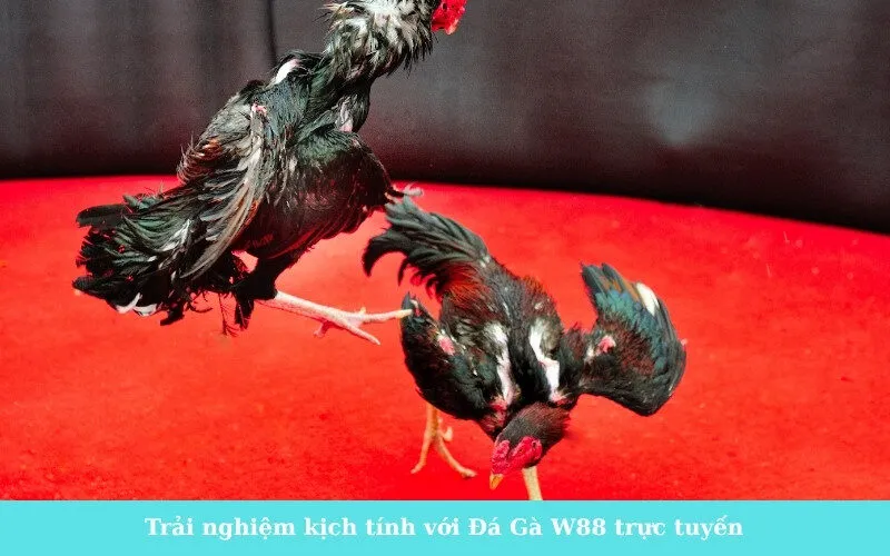 Trải nghiệm kịch tính với Đá Gà W88 trực tuyến
